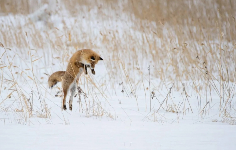 Saniyede 4 metre hızla kafa üstü kara dalan tilkiler, yaralanmamayı nasıl başarıyor?