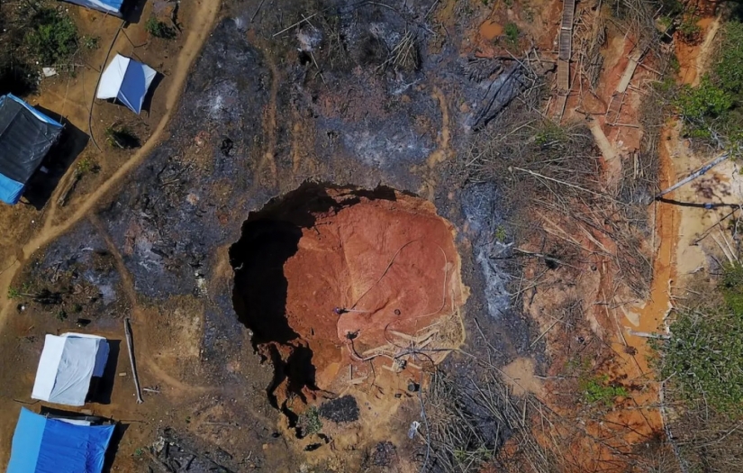 Ağaçlar, kaçak madencilere karşı casusluk yapıyor!