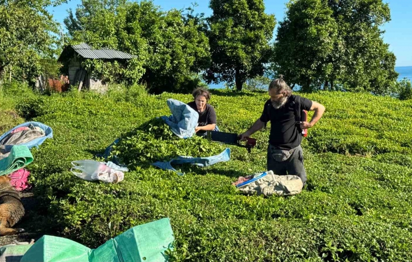 2025 Yaş Çay Sezonu Açıldı, Üreticiler bahçeye girdi