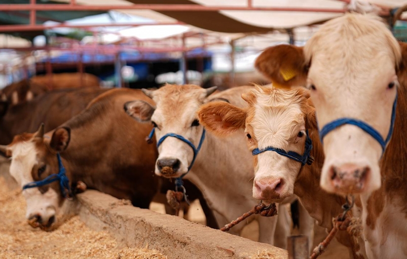 Kızılay kurban vekalet fiyatlarını belirledi