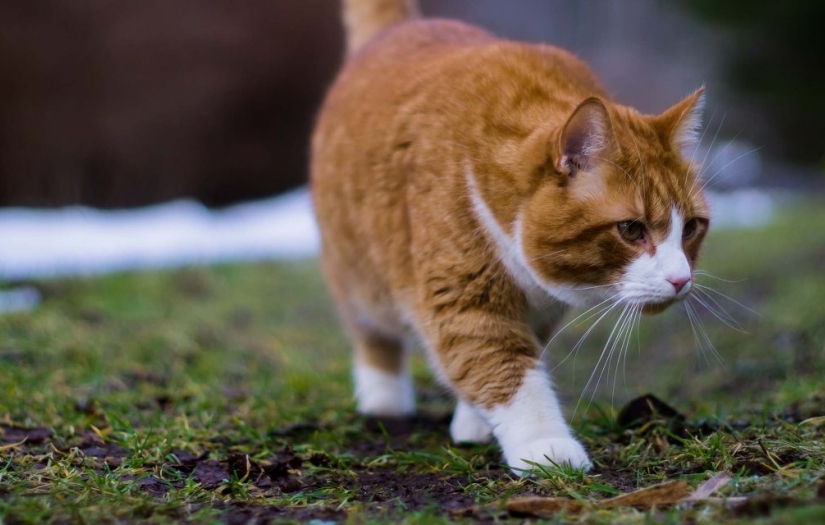 Sarman kediler hakkında şaşırtıcı gerçek 