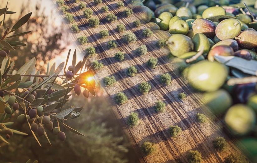 Zeytine bilimsel koruma