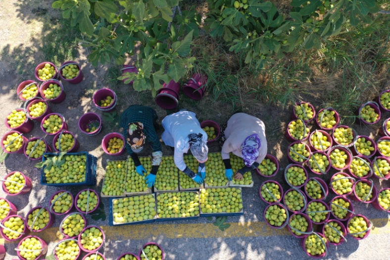 İncirin anavatanı Anadolu'da 42 çeşidi var