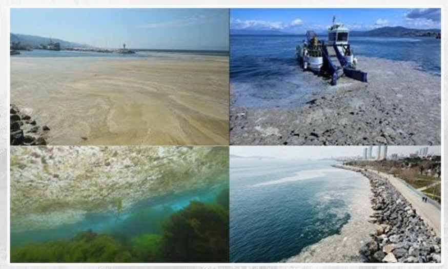 Marmara'nın kaderi Karadeniz'e bağlı: Müsilaj kabusu geri döndü!