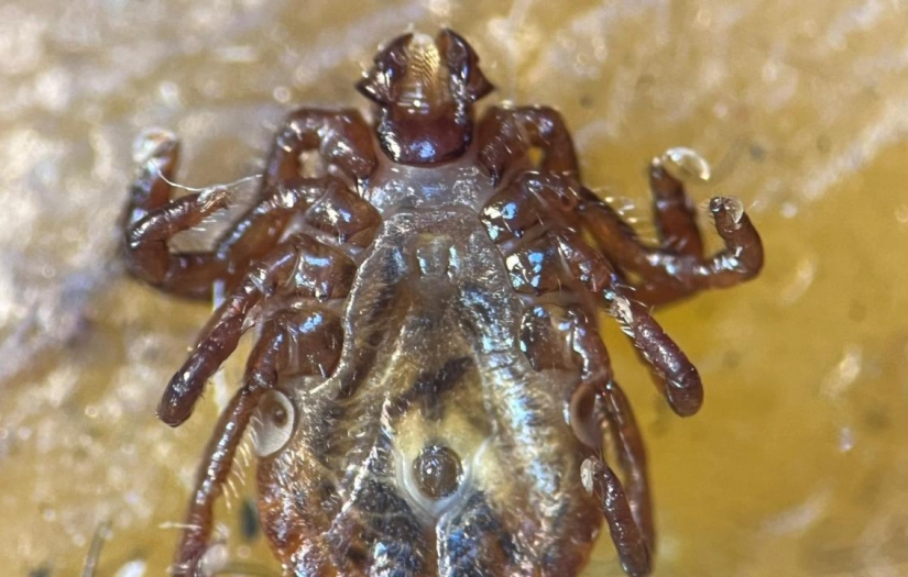 Türkiye'de yeni kene türü tespit edildi: 30'dan fazla hastalık etkeni taşıyor