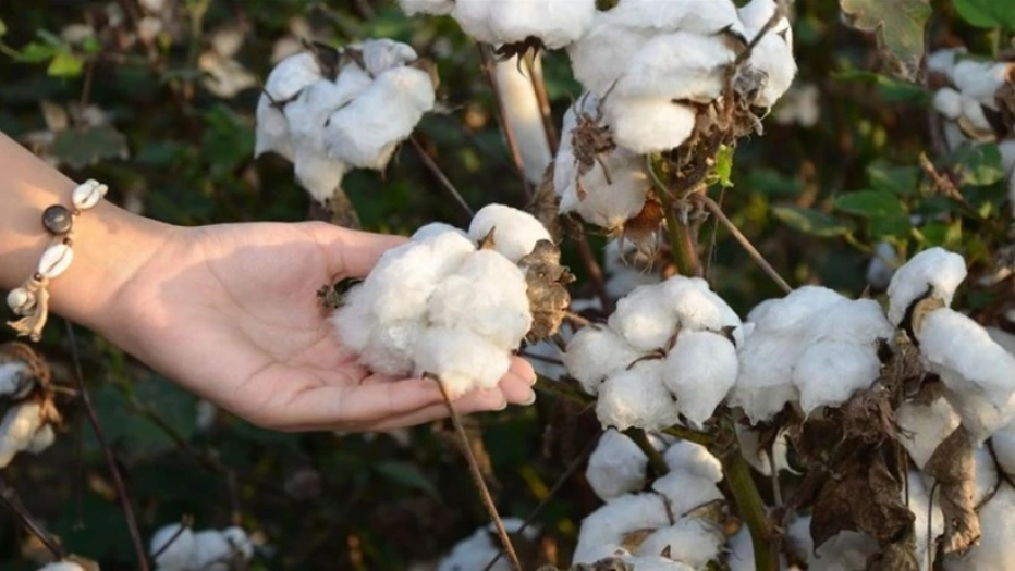 248 milyon pamuk gibi uçtu: Devleti böyle dolandırdılar