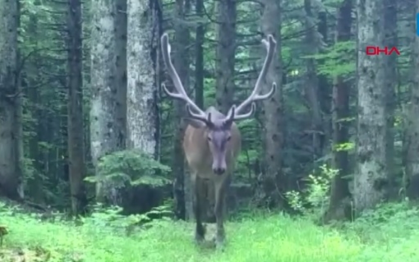 Bursa ormanlarında "kızılgeyik" fotokapanla görüntülendi