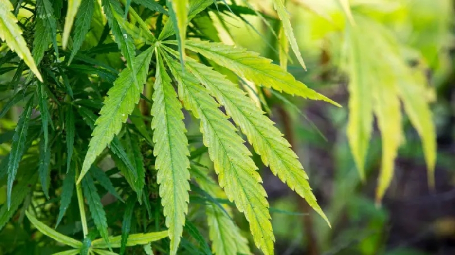 Tıbbi kenevir teklifi yasalaştı: Süreç nasıl işleyecek?