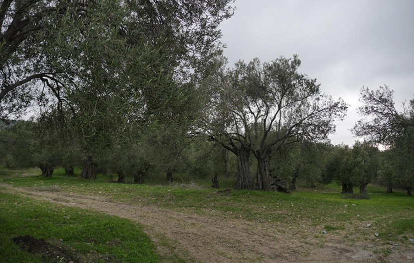 Zeytinlik yasasına tepkiler: Halkın ağaçları madenlere satıldı