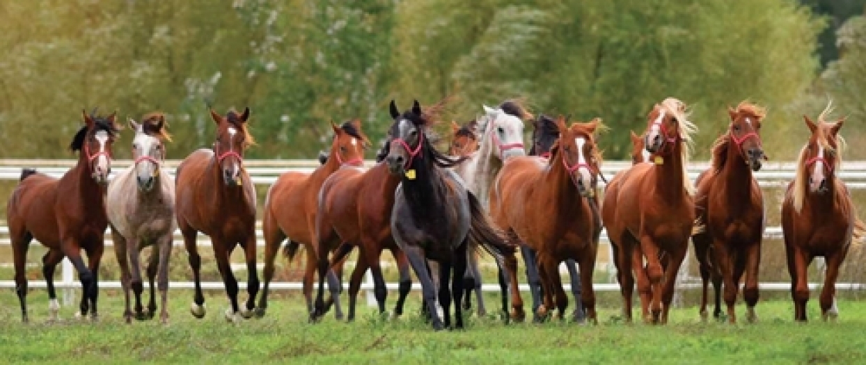 Karacabey TİGEM’in 69 baş safkan arap tayı ihalesi  21 Ağustos'ta!