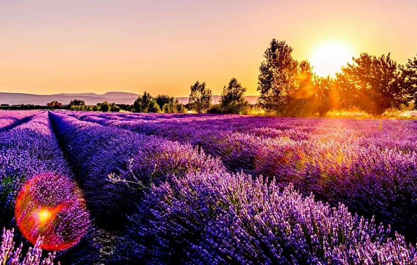 Lavanta tarlasıyla meşhur İspanyol kasabası aşırı turizmle mücadele ediyor