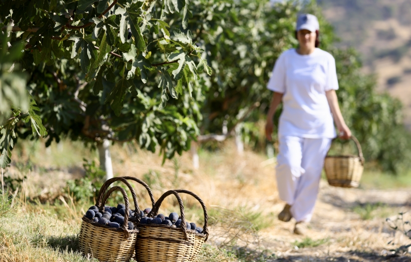 Türkiye'nin incirdeki yeni yıldızı "Siyah orak", Kuzey Ege'de yayılıyor