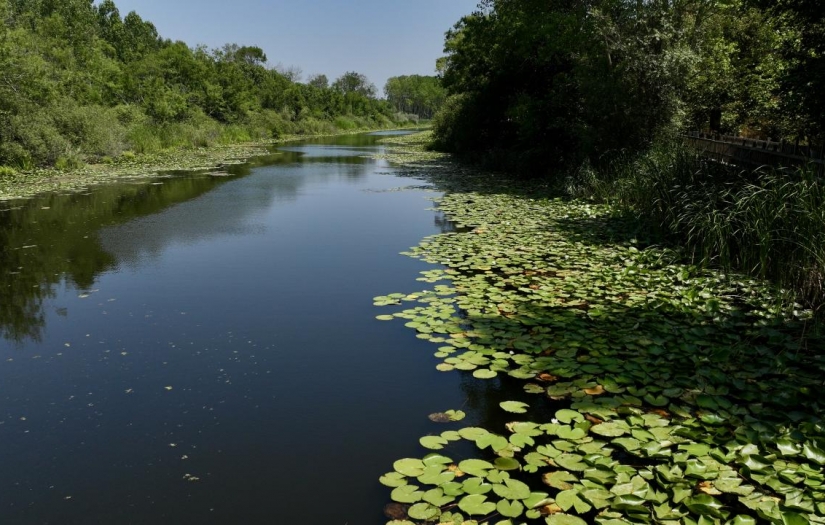 Türkiye’nin gizli serveti: Longozlar