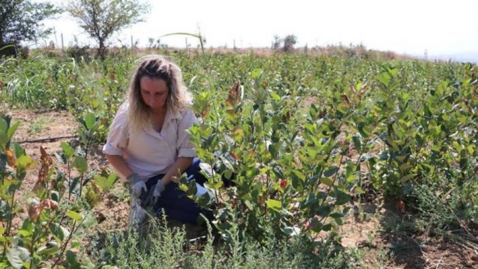 Her dalı meyveden yıkılıyor, kilosu 100 TL'den satılıyor ve yaşlanmayı geciktiriyor