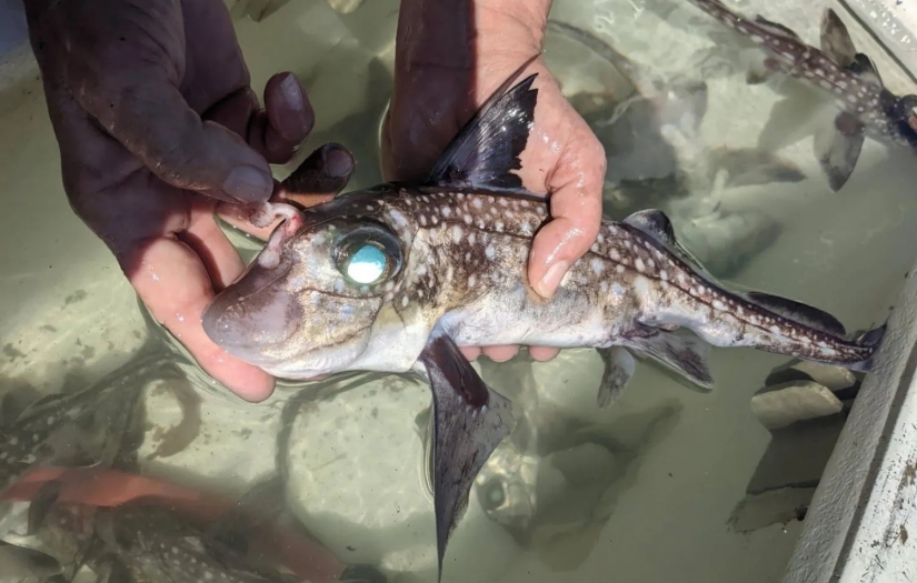 Kafasının üstünde diş olan balık, bilim insanlarını şaşırttı