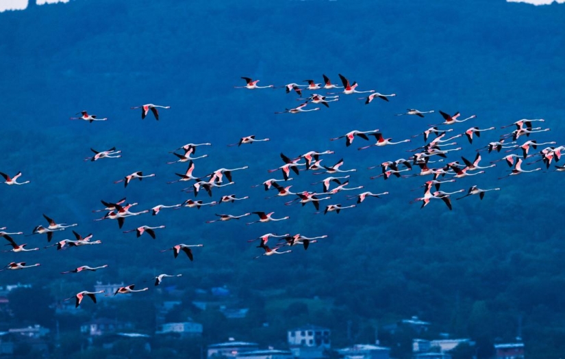 Kuşların göçü başladı