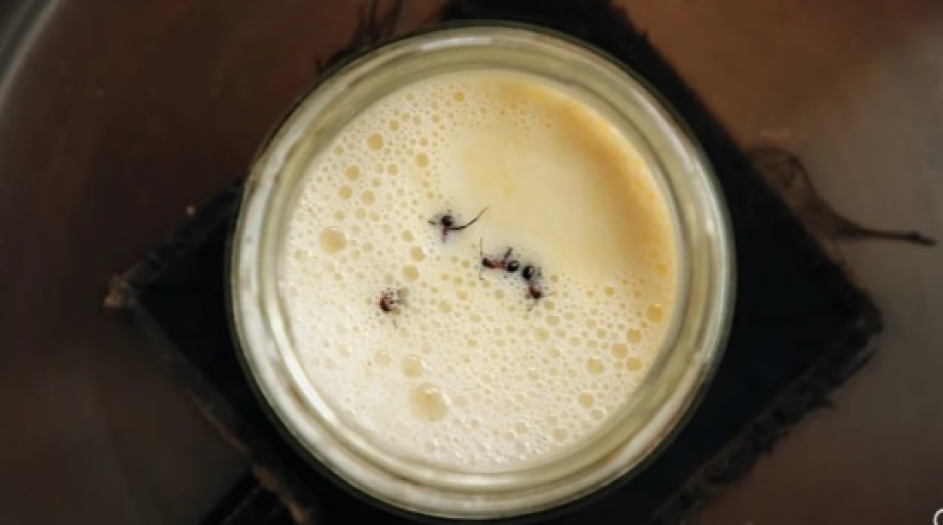 Bilim insanları eski bir Anadolu geleneğinin peşine düştü: Karınca yoğurdu