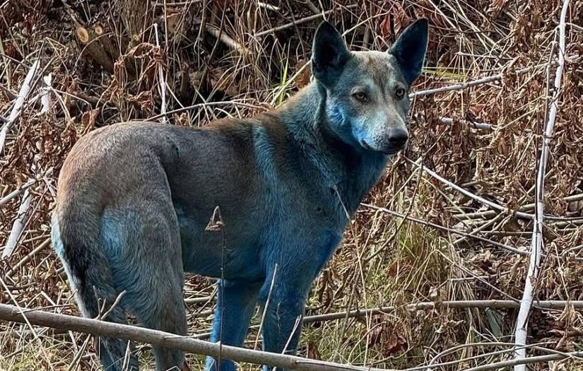 Çernobil'de köpeklerin kürkü maviye döndü