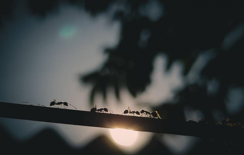 Karıncalar "salgın riski" karşısında "sosyal mesafe" uyguluyor