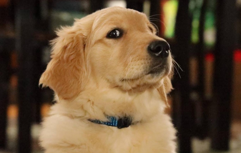 Köpeklerin ve insanların bazı duyguları aynı genetik kökene sahip