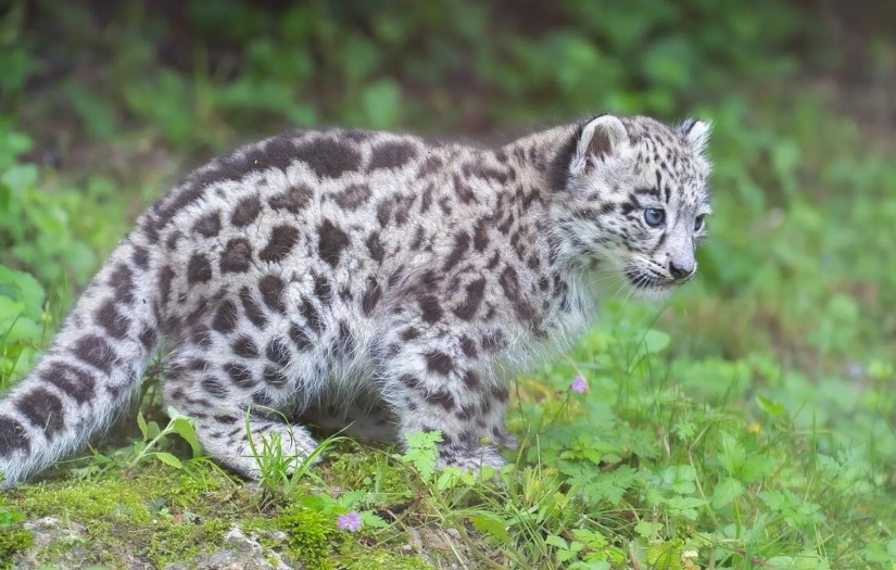 Yeni Zelanda, 2.5 milyondan fazla yabani kediyi öldürme kararı aldı