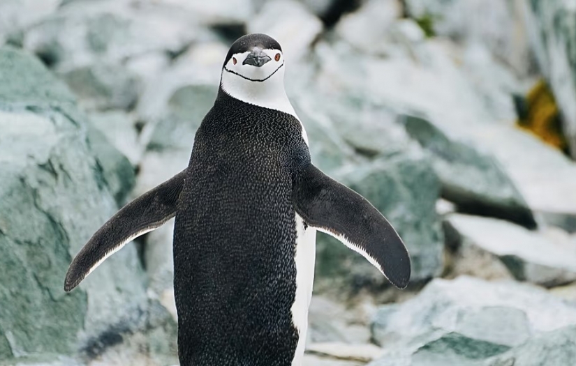 4 saniyelik şekerlemeler ve uçarken uyuklama: Olağan dışı uyku canlıları tehlikelerden koruyor