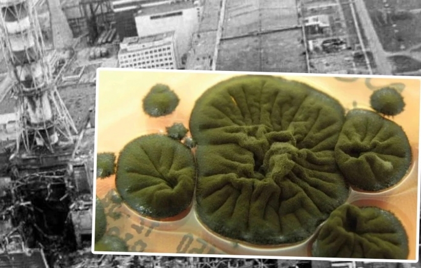 Çernobil'de ortaya çıkan mantar şoke etti