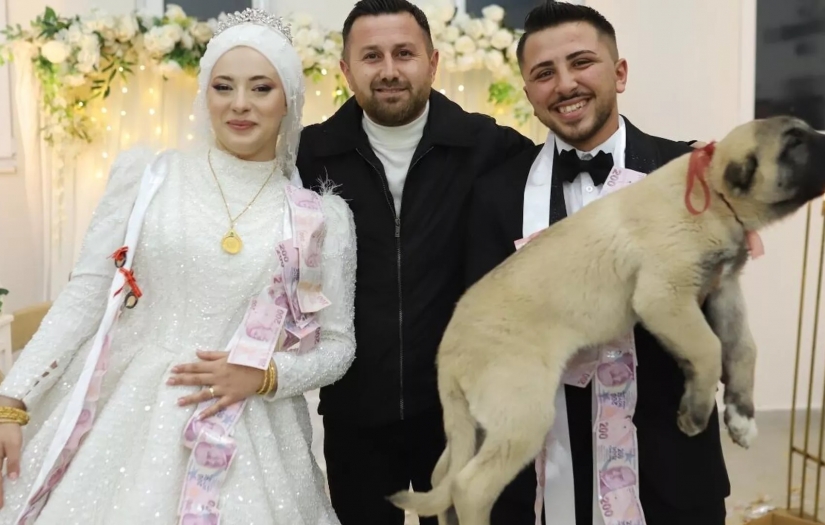 Gelin ve damada takı töreninde altın yerine kangal köpeği hediye edildi
