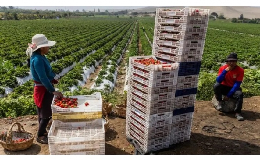 Peru, devasa çölü nasıl büyük bir tarım merkezine dönüştürdü?