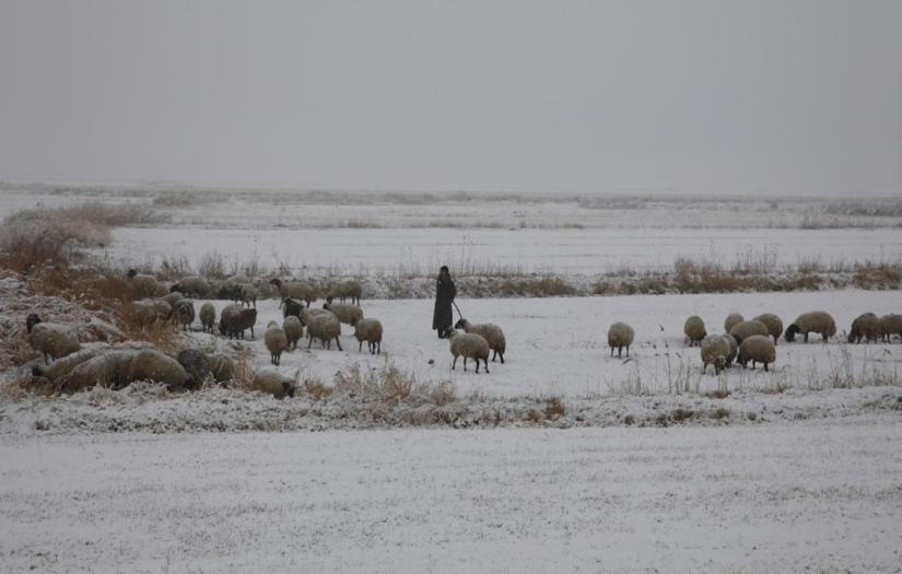 Van'da merada koyun otlatan çobanlar kara yakalandı