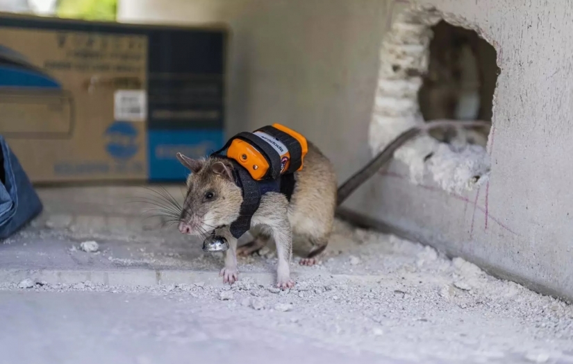 Türkiye'de enkaz altında hayatta kalanları aramak için sırt çantası takmış fareler kullanılacak