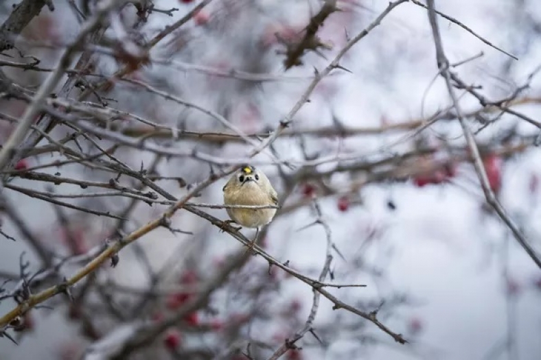 Türkiye ve Avrupa’nın en küçük kuşu olan "Çalıkuşu" Bursa’da görüntülendi
