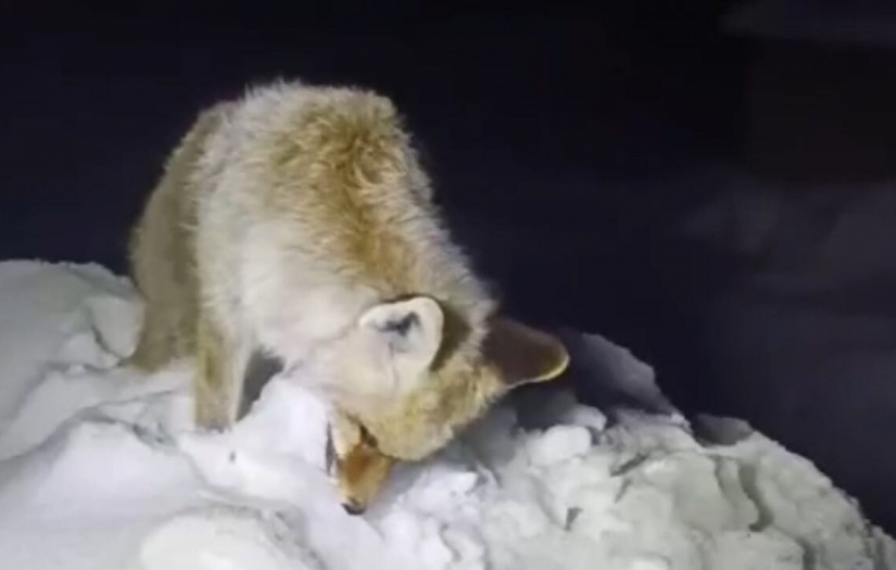 Yüksekova'da tilki ayakta donmuş halde bulundu