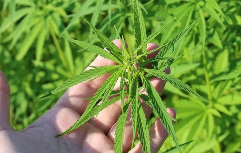 Türkiye’de 21 İlde Kenevir Üretimi İzni Verildi