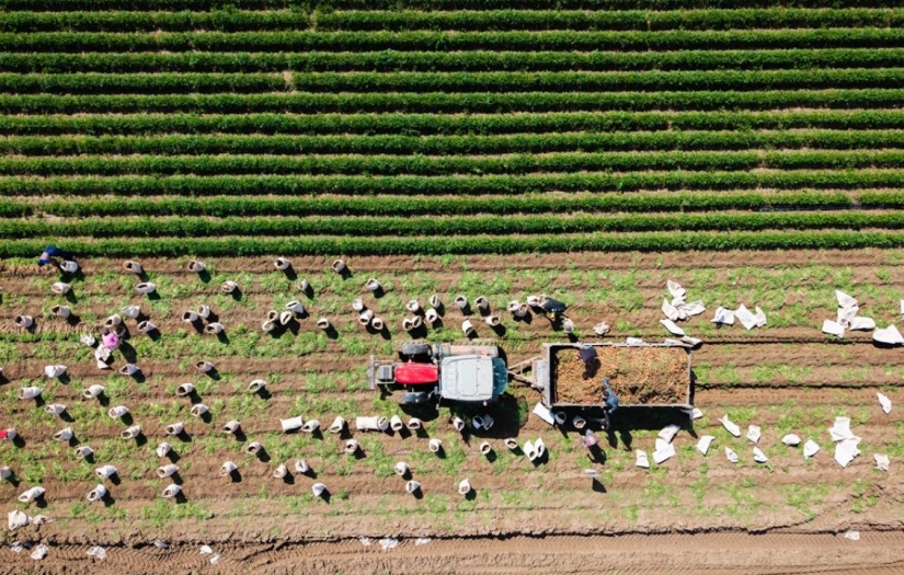 Hatay’da havuç hasadı başladı