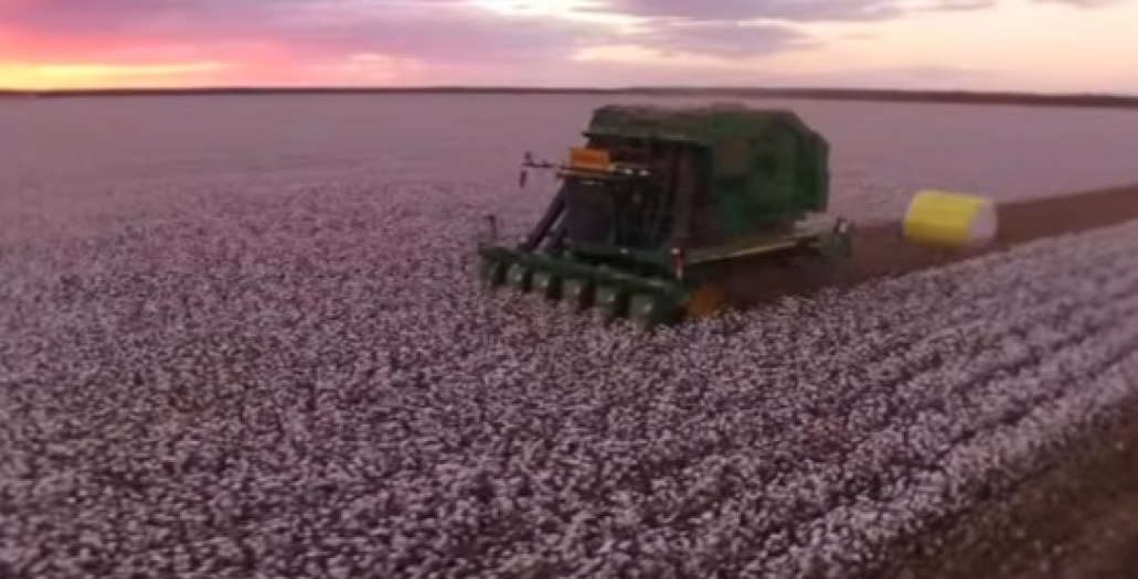 Pamukta genetik devrim: 1000 yıllık süreç laboratuvarda birkaç yıla indirildi