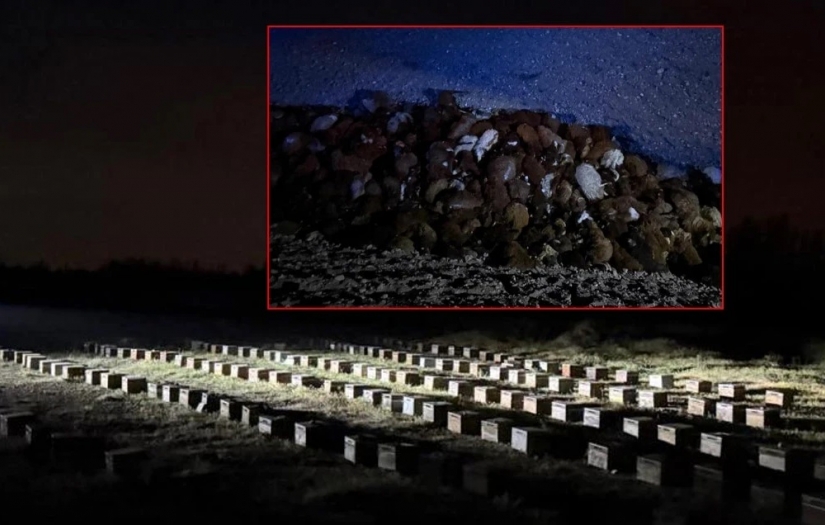 Iğdır'da 'arı' faciası: Yüzlerce hayvan öldü 5 kişi yaralandı