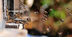 Bir Arıcının Hayatı