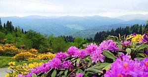 Doğu Karadeniz’in bitki envanteri çıkarılıyor