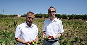 Organik logosu olmayan ürünleri satın almayın