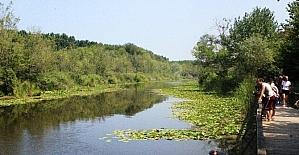 Bu bitki Türkiye’de sadece Acarlar Longozu’nda yetişiyor