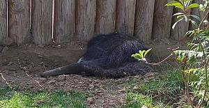Hayvanat bahçesinin yeni üyesi "karıncayiyen"