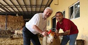 (Özel haber) İlk kez kurban kesecekler...