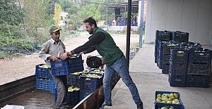 Armut üreticisi fiyattan yakınıyor