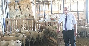 Bursa’da özel bir koyun ırkı geliştiriliyor
