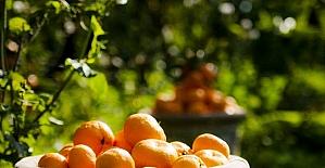 Ege Bölgesi’nde narenciye rekoltesi 511 bin 711 ton