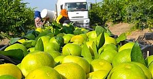 Narenciye üreticisinin gözü Putin’in ziyaretinde