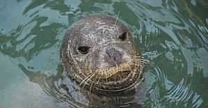 Nesli tükenmekte olan Akdeniz foku, yeniden Kuşadası Körfezi’nde ortaya çıktı