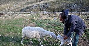 Uludağ’da koyunların zirve kampı sona erdi