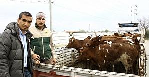 Genç çiftçilere büyükbaş hayvan desteği